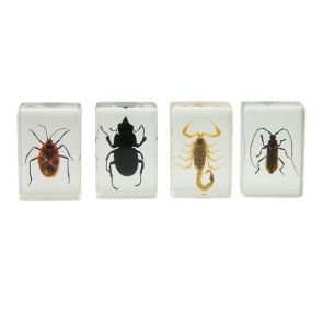 Celestron 3D Bug Specimen Kit #1